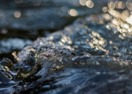 Isa Wodeki mõtisklus paastuaja 3. pühapäevaks